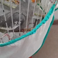 طوطی عروس نر