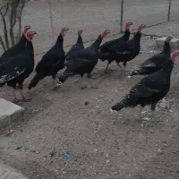 تعداد 20عدد بوقلمون جوان