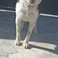 سگ گله نگهبان