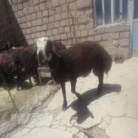 گوسفند|حیوانات مزرعه|خزل, |دیوار