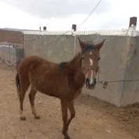 یه دونه نوزین با قاطر|اسب و تجهیزات اسبسواری|کوهدشت, |دیوار