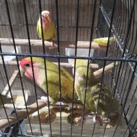 طوطی کوتوله