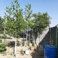فروش زمین ۳۰۰ متری در فیروز بهرام|فروش زمین و ملک کلنگی|تهران, شهرک طالقانی|دیوار