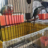 جفت گرینچیک تست دار