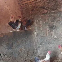 جوجه خروس|پرنده|فردوس (خراسان), |دیوار