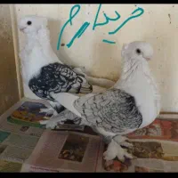 پشت طاوسی جفت