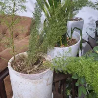 گلهای زیبا|گل و گیاه طبیعی|سلماس, |دیوار