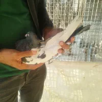 بهبهانی و پلاکی|پرنده|شیراز, شیخ علی چوپان|دیوار