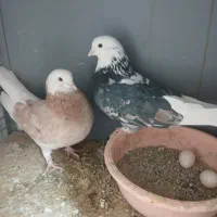 نر هما ماده زردی زیبا هوای