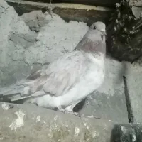 کبوتر پرشی|پرنده|مشگین شهر, |دیوار