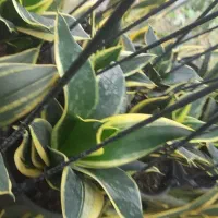 سانسورها بلک گلد|گل و گیاه طبیعی|رشت, جهاد|دیوار