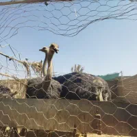 شترمرغ مولد|حیوانات مزرعه|سراوان, |دیوار