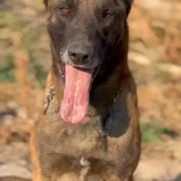 سگ های مختلف