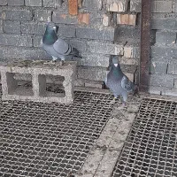 جفت عراقی فروشی