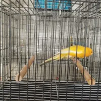 قناری رسمی بلند|پرنده|سبزوار, جوادیه غربی|دیوار