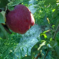 باغ میوه تپه باشی به پسک