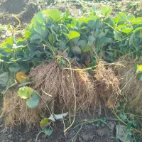 نشاء توتفرنگی ریشە لخت  پاروس و نهال انگور