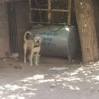 سگ نر