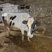 گاو شیری و گوشتی