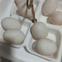 تخم اردک نطفه دار