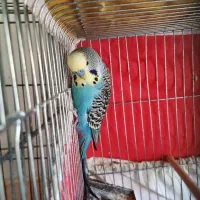 مرغ عشق رینبو انگلیسی با جوجه و تخم و رام|پرنده|شیراز, محراب|دیوار