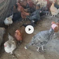 مرغ خروس بوقلمون