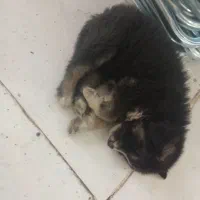 سگ فروش فوری