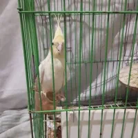 عروس هلندی نر|پرنده|الوند, |دیوار