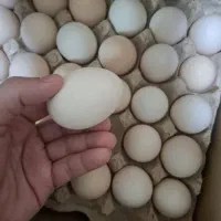 تخم مرغ محلی