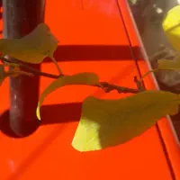 تراکتور 475مدل 1403 آخر برج 7|خودرو سنگین|سنندج, |دیوار