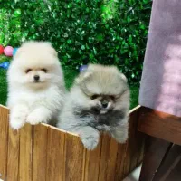 توله سگ های پامرانیان اصل جیبی