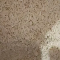 برنج طارم هاشمی|خوردنی و آشامیدنی|سیمین شهر, |دیوار