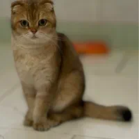 ماده اسکاتیش گلد بالغ