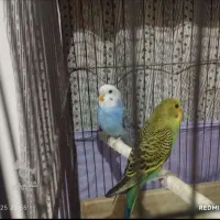 مرغ عشق|پرنده|فردیس, نگارستان|دیوار