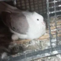 کبوتر|پرنده|اندیمشک, |دیوار