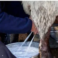 شیروماست گوسفندی
