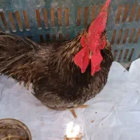 خروس بلژیکی