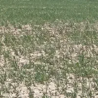 زمین-باغی-سوسن-آباد