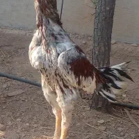 مرغ و خروس لاری طوسی