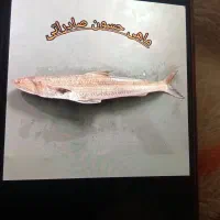 ماهی شوریده وقزل