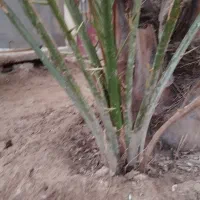 یک پاجوش عویدی بفروش می رسد|گل و گیاه طبیعی|شادگان, |دیوار