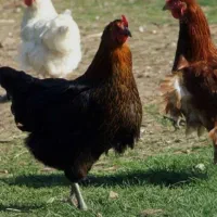 چهار عدد مرغ سالم