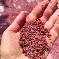 بذر شلغم، بذر چغندر بیجو ،بذر شوید ، بذر تره جعفری|گل و گیاه طبیعی|اصفهان, سلطان‌آباد|دیوار