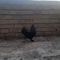 خروس تزئینی|پرنده|خمینی‌شهر, |دیوار