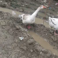 غاز بالغ، مرغ محلی