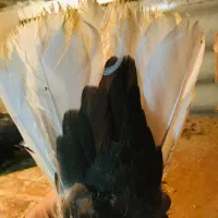 جفت دم سفید|پرنده|داراب, |دیوار