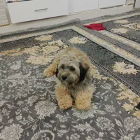سگ شیتزو تربیت شده