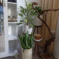 ب دلیل  مهاجرت|گل و گیاه طبیعی|مریوان, |دیوار