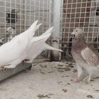 کبوتر پرش|پرنده|آمل, |دیوار