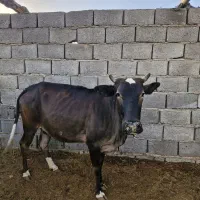 ماده گاو گوساله ماده و نر برا قربانی